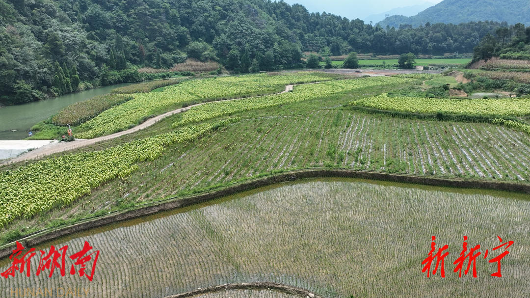 巡田:“烟稻轮作”掀开富民兴乡新篇章_邵阳头条网